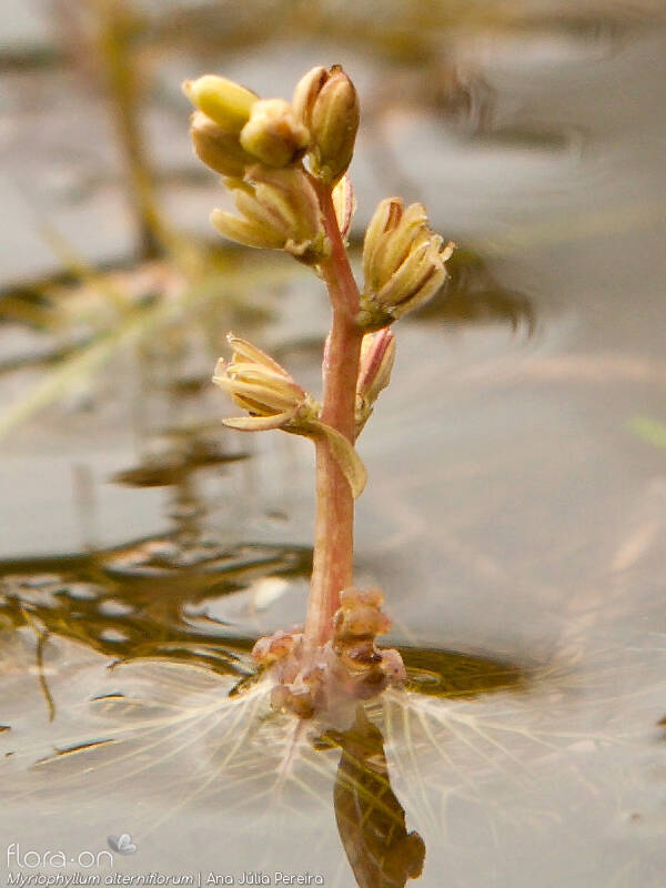 Myriophyllum alterniflorum - Flor (close-up) | Ana Júlia Pereira; CC BY-NC 4.0