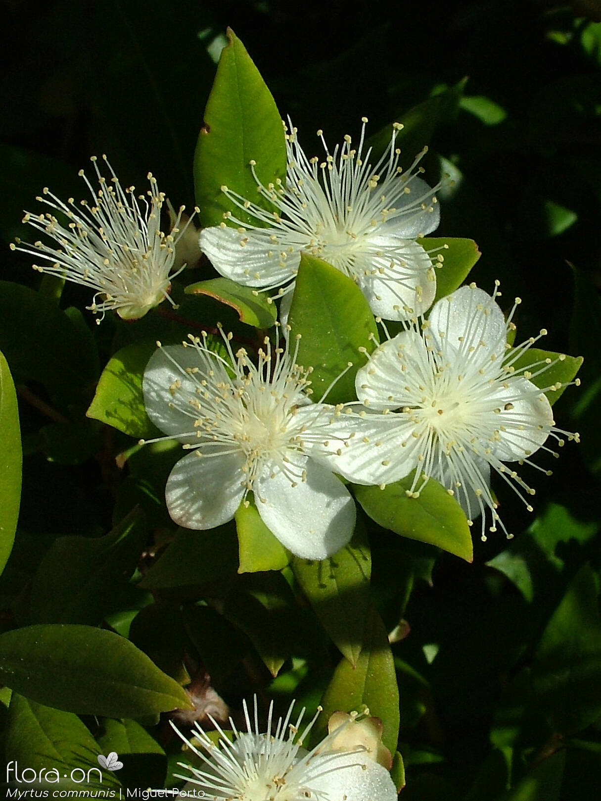 Myrtaceae
