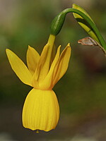 Narcissus triandrus