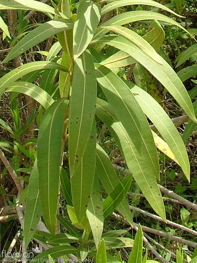 Nerium oleander - Folha | Cristina Estima Ramalho; CC BY-NC 4.0