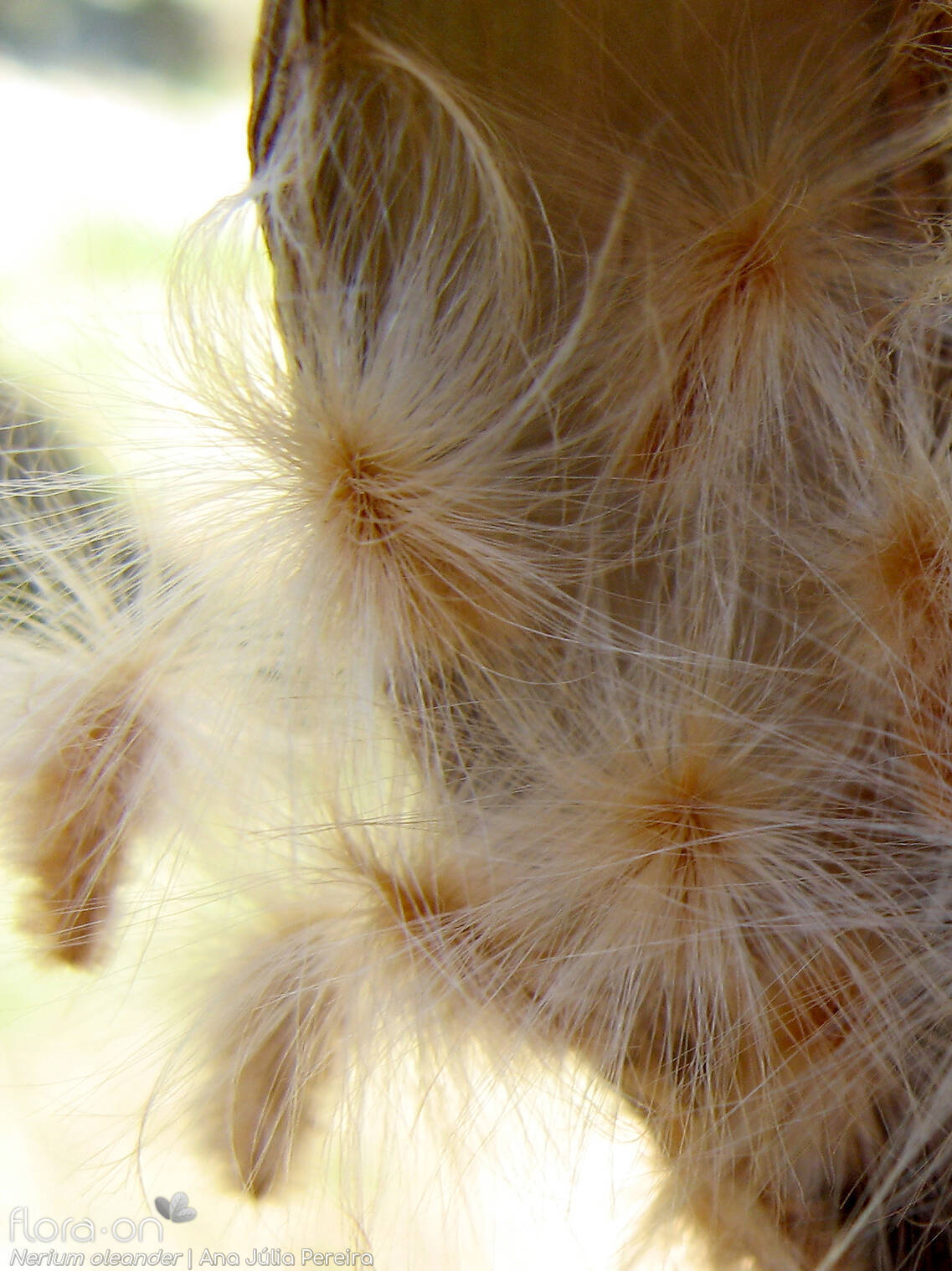 Nerium oleander - Semente | Ana Júlia Pereira; CC BY-NC 4.0