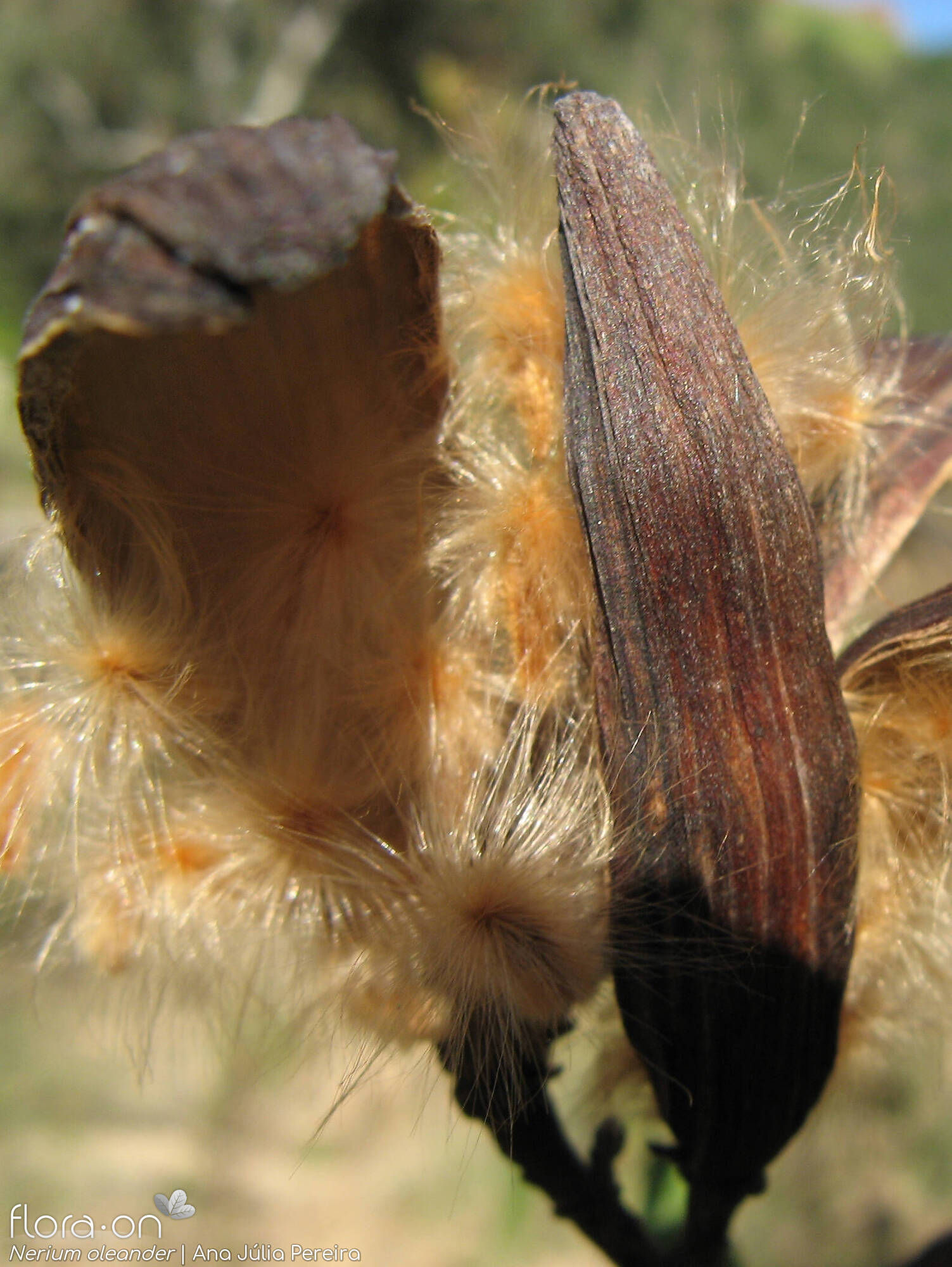 Nerium oleander - Fruto | Ana Júlia Pereira; CC BY-NC 4.0