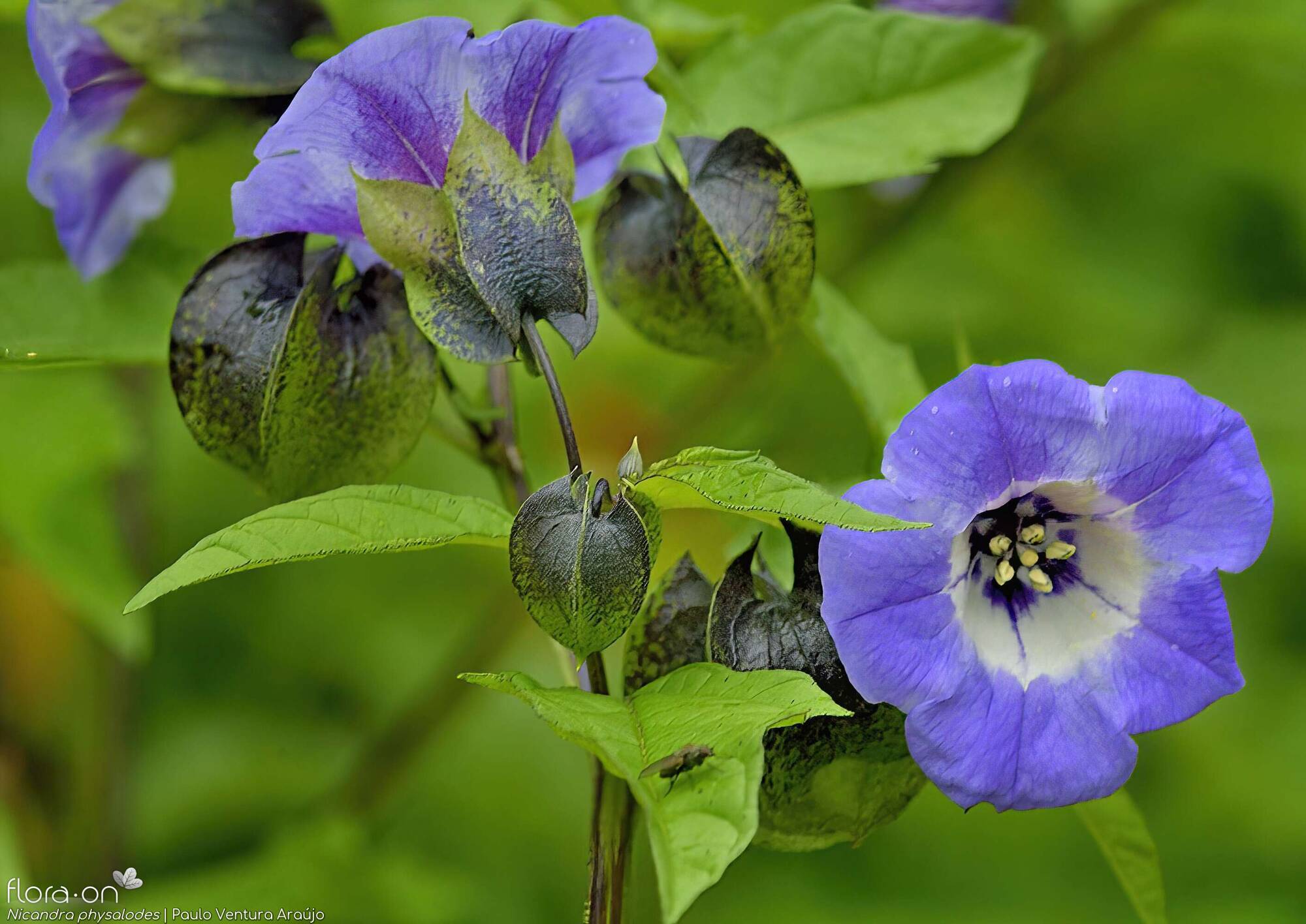 Nicandra physalodes - Flor (geral) | Paulo Ventura Araújo; CC BY-NC 4.0