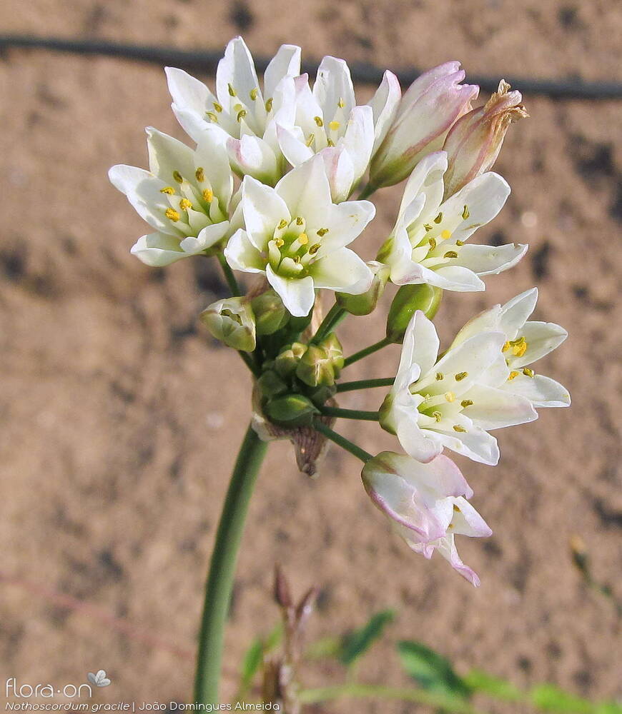 Nothoscordum gracile