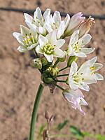 Nothoscordum gracile