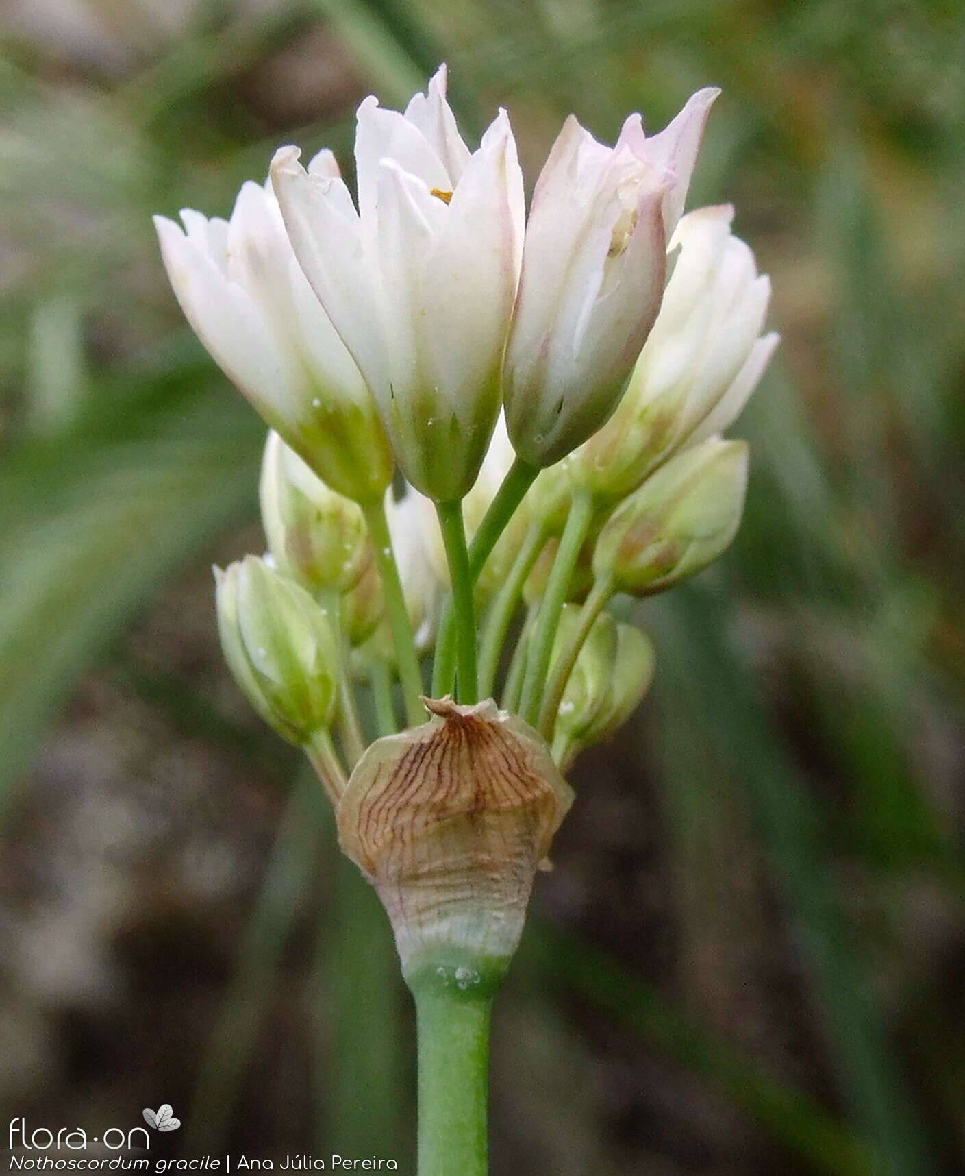 Nothoscordum gracile - Flor (geral) | Ana Júlia Pereira; CC BY-NC 4.0