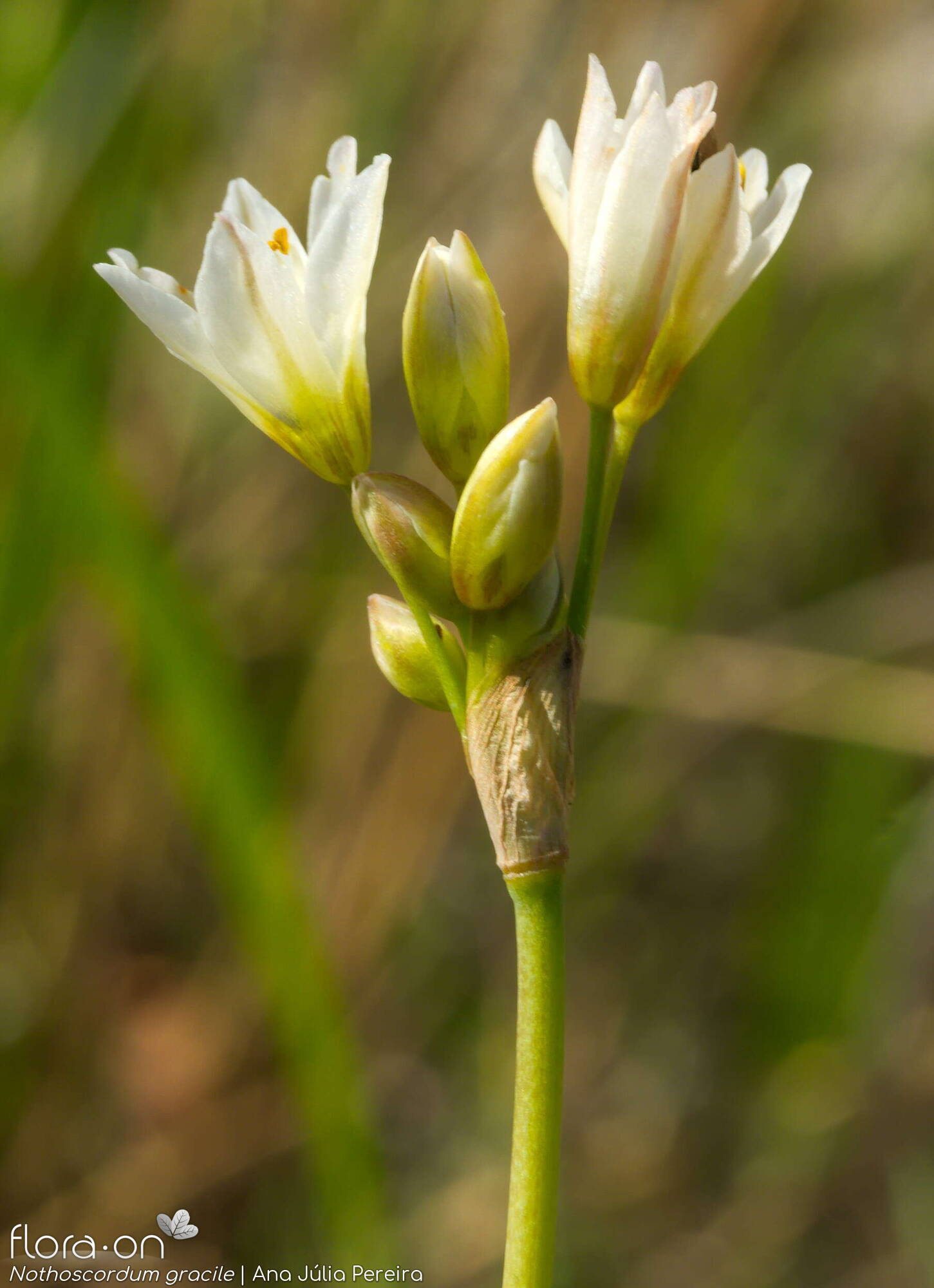 Nothoscordum gracile - Flor (geral) | Ana Júlia Pereira; CC BY-NC 4.0