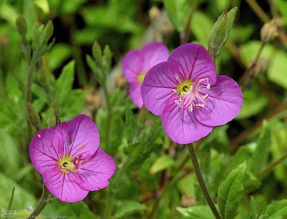Oenothera rosea