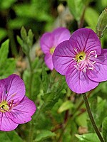 Oenothera rosea