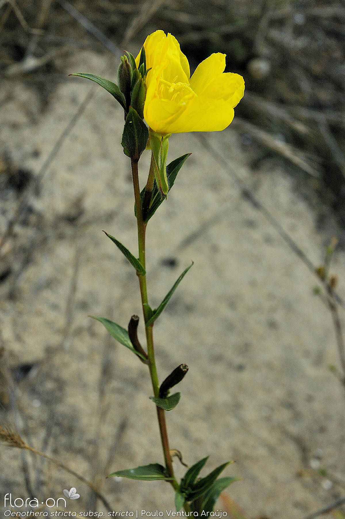 Oenothera stricta stricta - Flor (geral) | Paulo Ventura Araújo; CC BY-NC 4.0