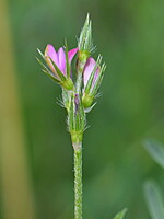 Onobrychis caput-galli