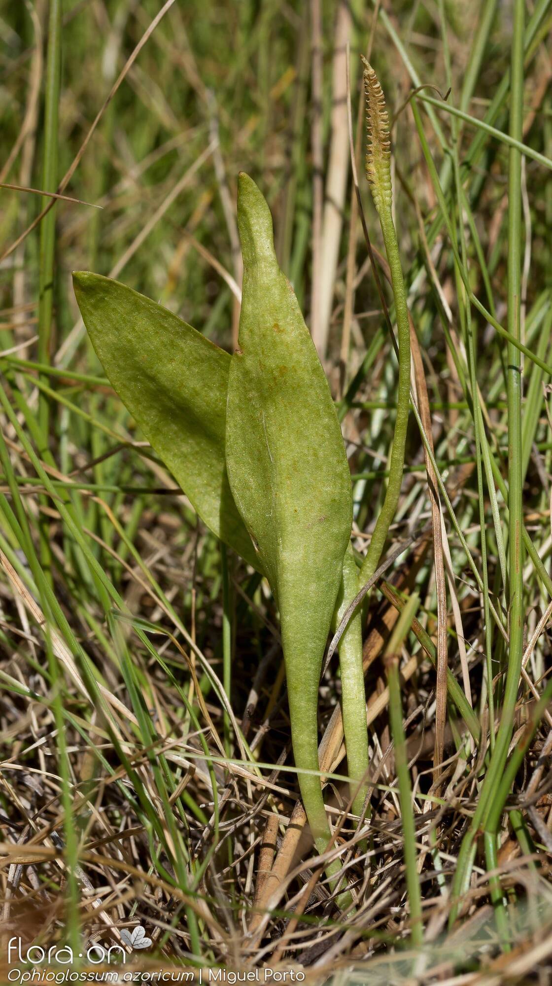 Ophioglossum azoricum - Hábito | Miguel Porto; CC BY-NC 4.0