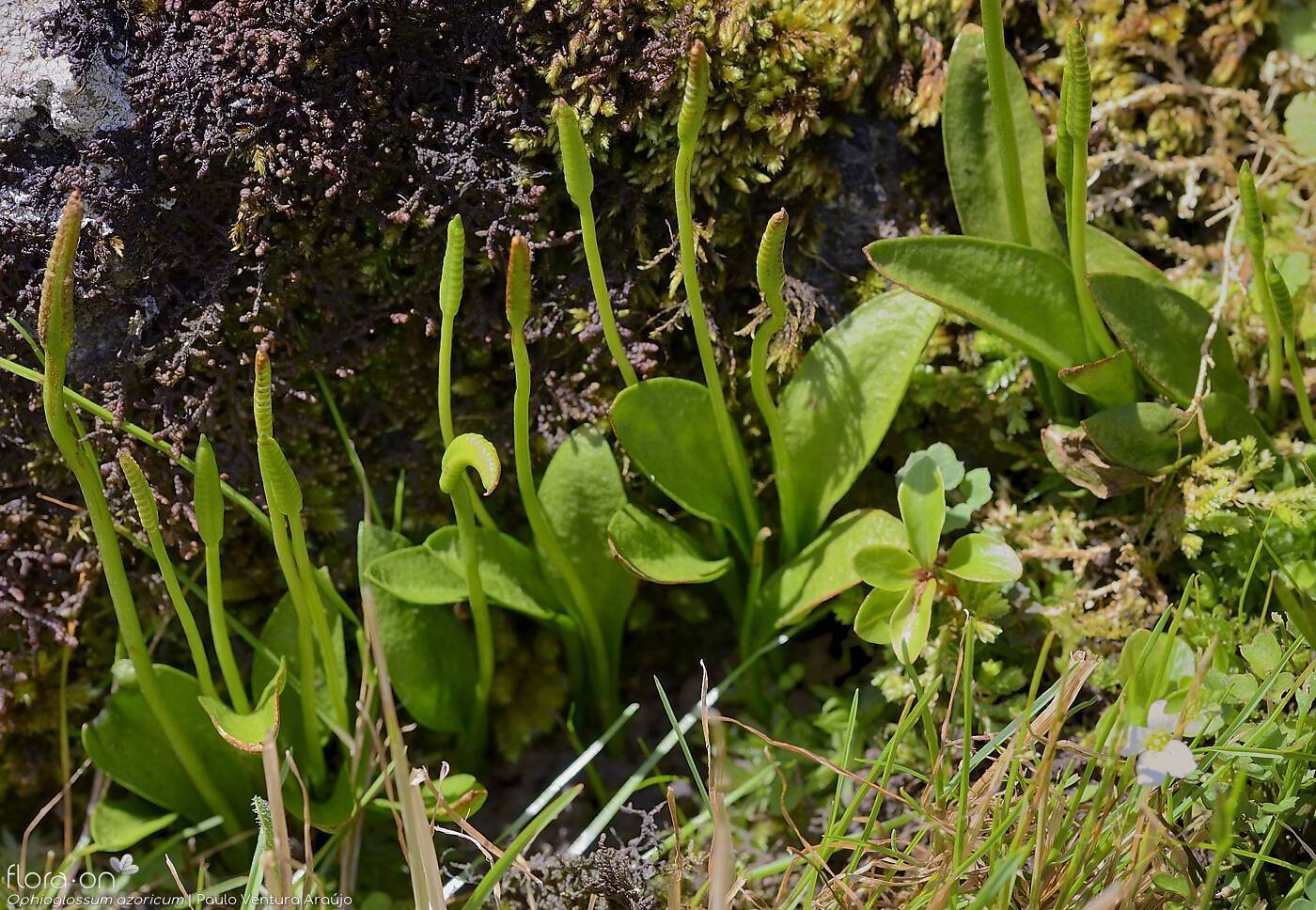 Ophioglossum azoricum - Hábito | Paulo Ventura Araújo; CC BY-NC 4.0