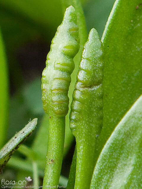 Ophioglossum lusitanicum - Folha | Miguel Porto; CC BY-NC 4.0