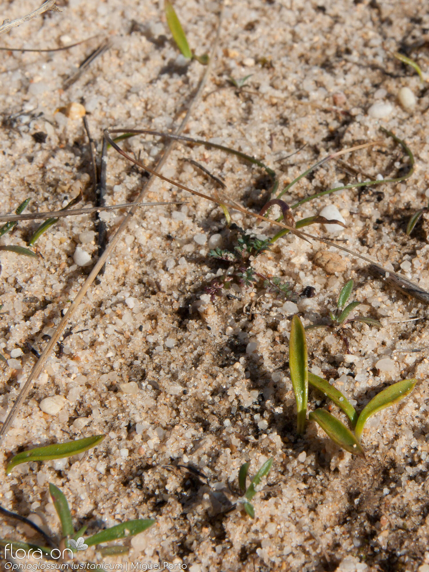 Ophioglossum lusitanicum - Hábito | Miguel Porto; CC BY-NC 4.0