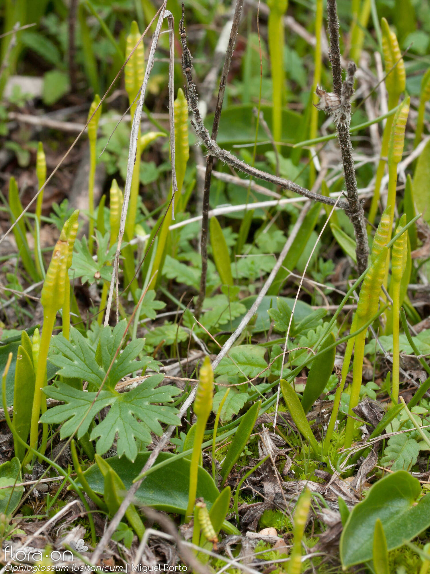 Ophioglossum lusitanicum - Hábito | Miguel Porto; CC BY-NC 4.0