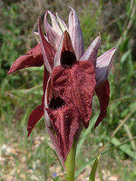 Orchidaceae