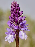 Orchis scopulorum