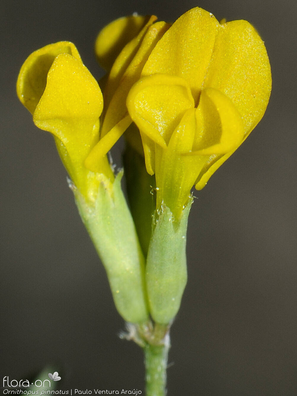 Ornithopus pinnatus - Flor (close-up) | Paulo Ventura Araújo; CC BY-NC 4.0