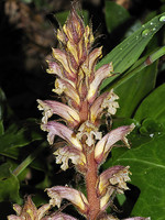 Orobanchaceae