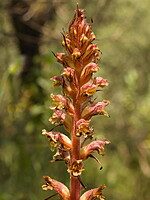 Orobanche nepetae