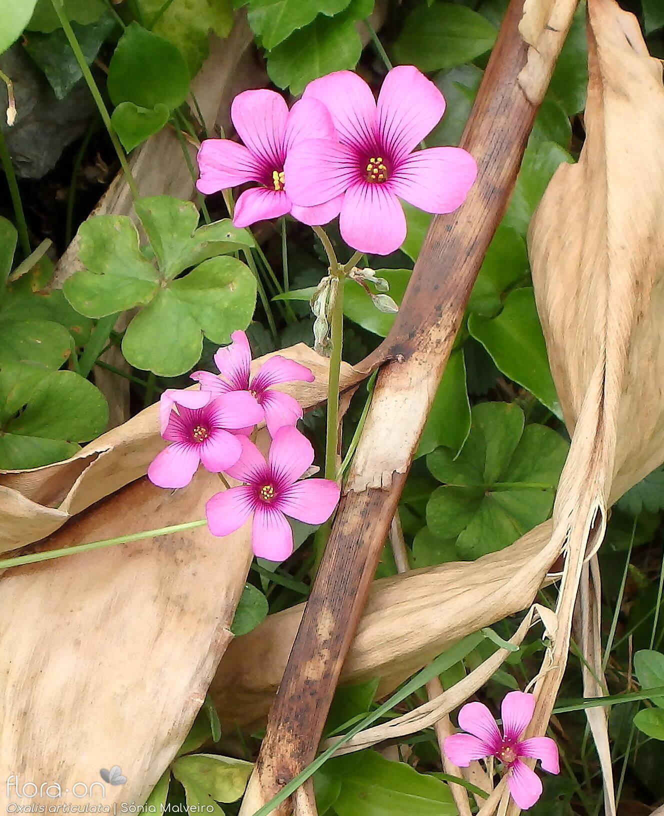 Oxalis articulata - Flor (geral) | Sónia Malveiro; CC BY-NC 4.0