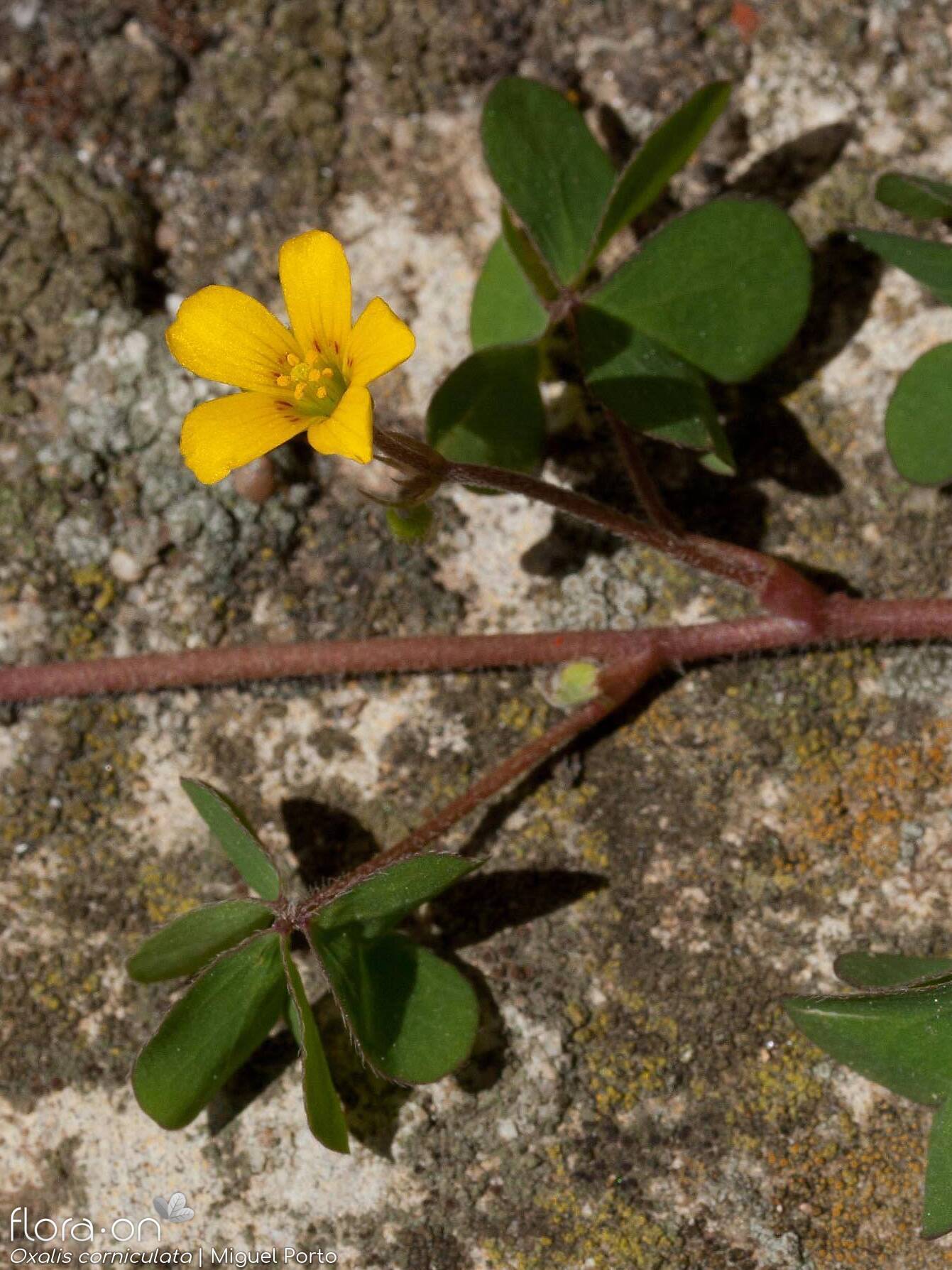 Oxalis corniculata - Flor (geral) | Miguel Porto; CC BY-NC 4.0