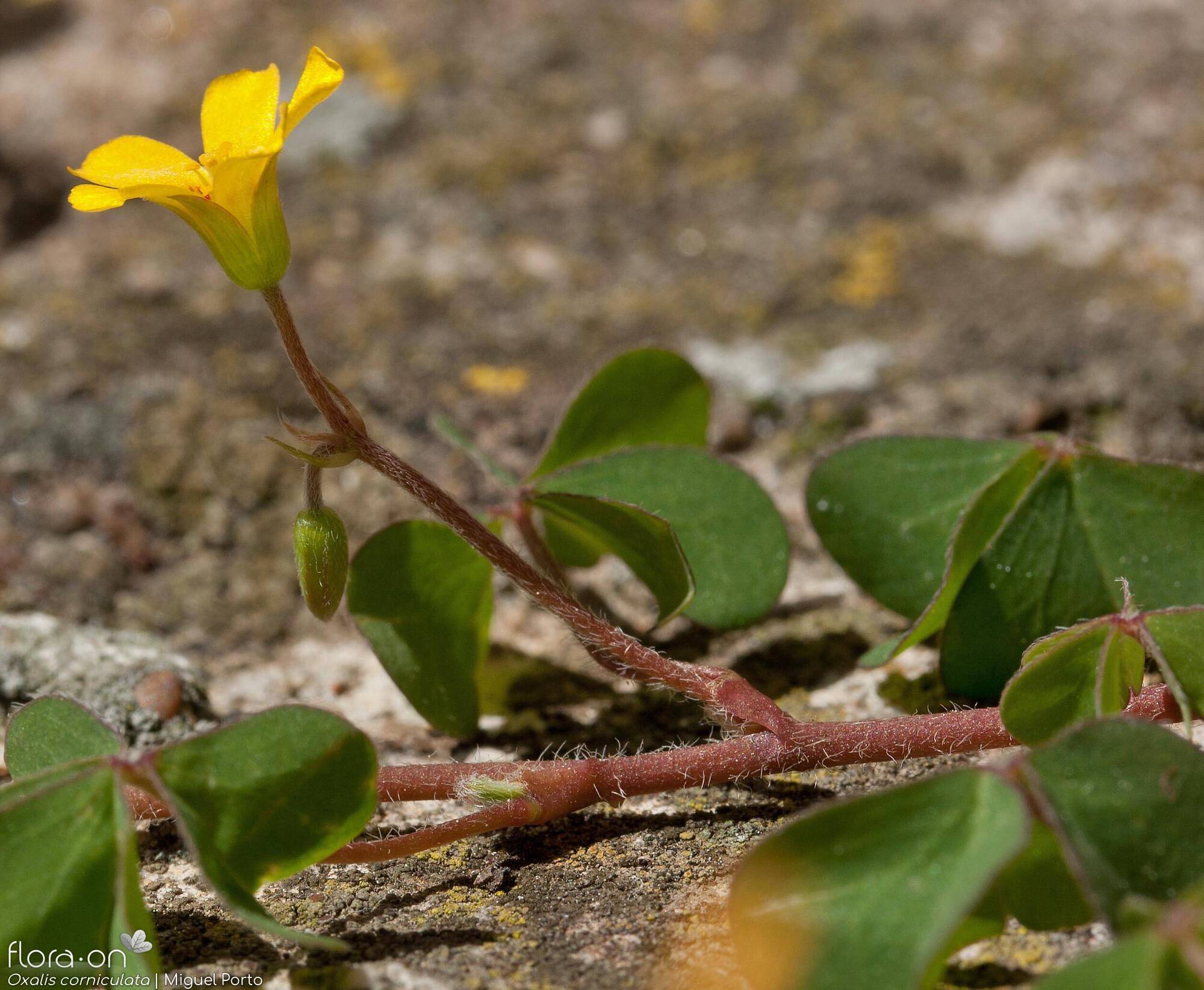 Oxalis corniculata - Flor (geral) | Miguel Porto; CC BY-NC 4.0