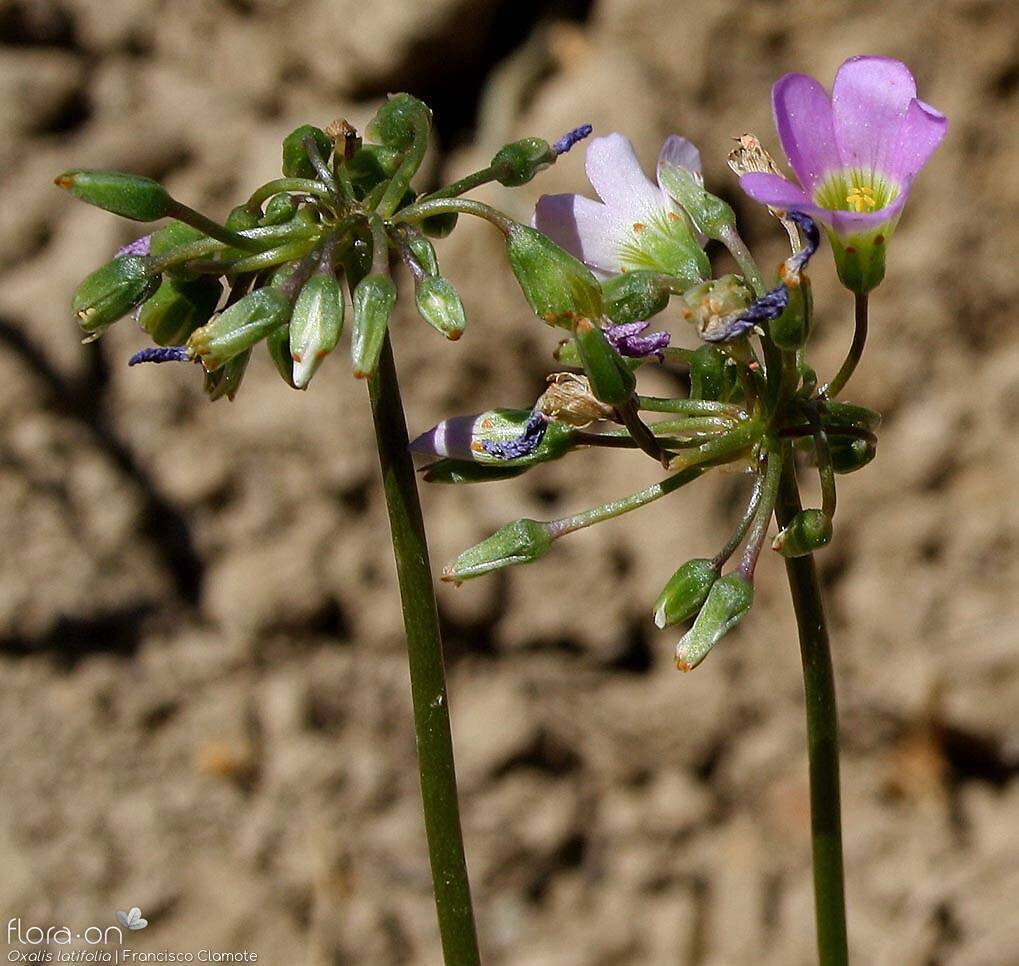 Oxalis latifolia - Flor (geral) | Francisco Clamote; CC BY-NC 4.0