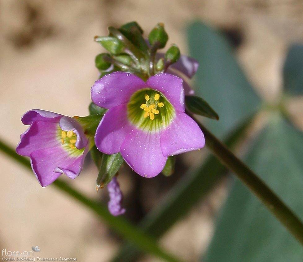 Oxalis latifolia - Flor (close-up) | Francisco Clamote; CC BY-NC 4.0