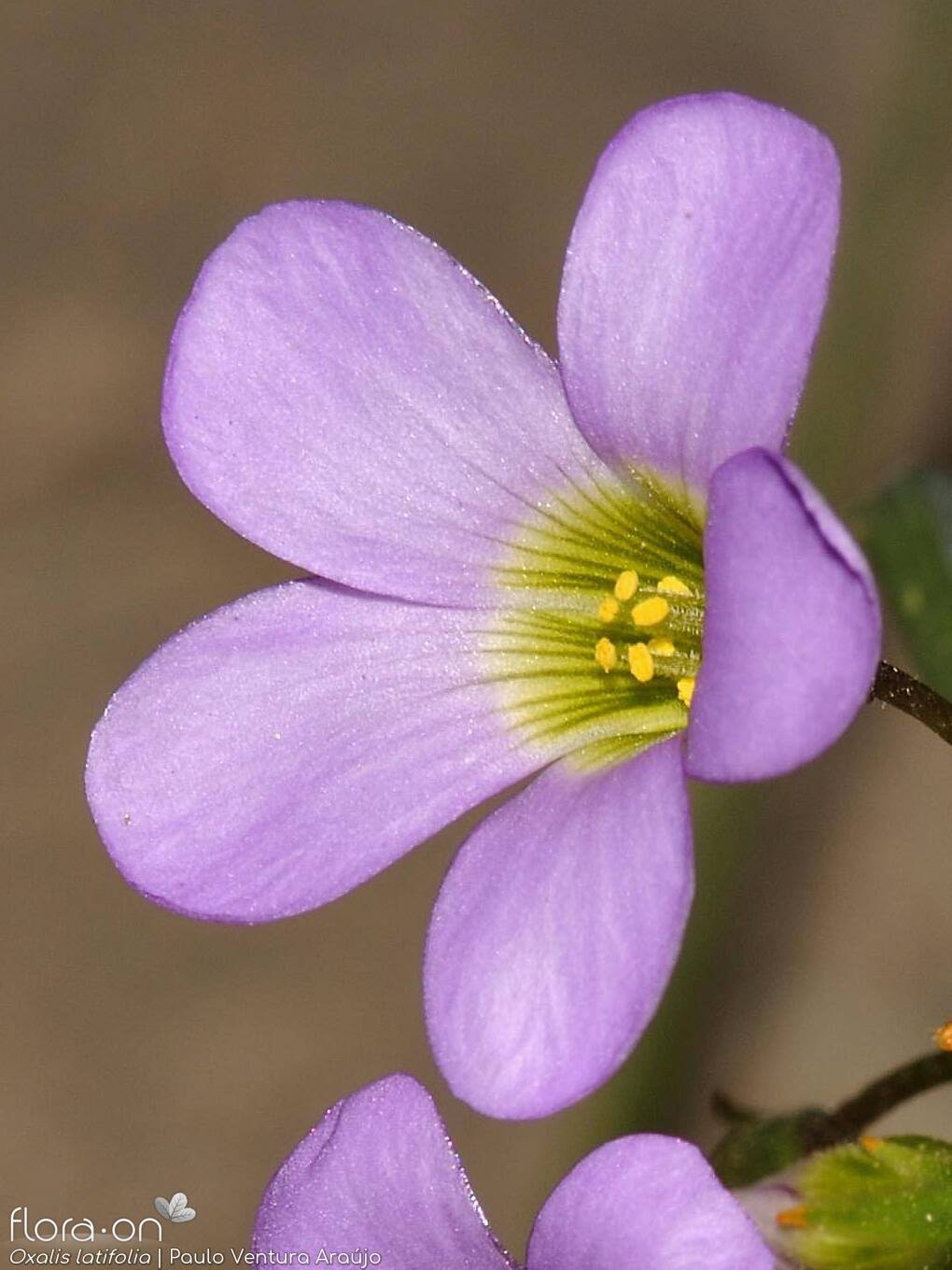 Oxalis latifolia - Flor (close-up) | Paulo Ventura Araújo; CC BY-NC 4.0
