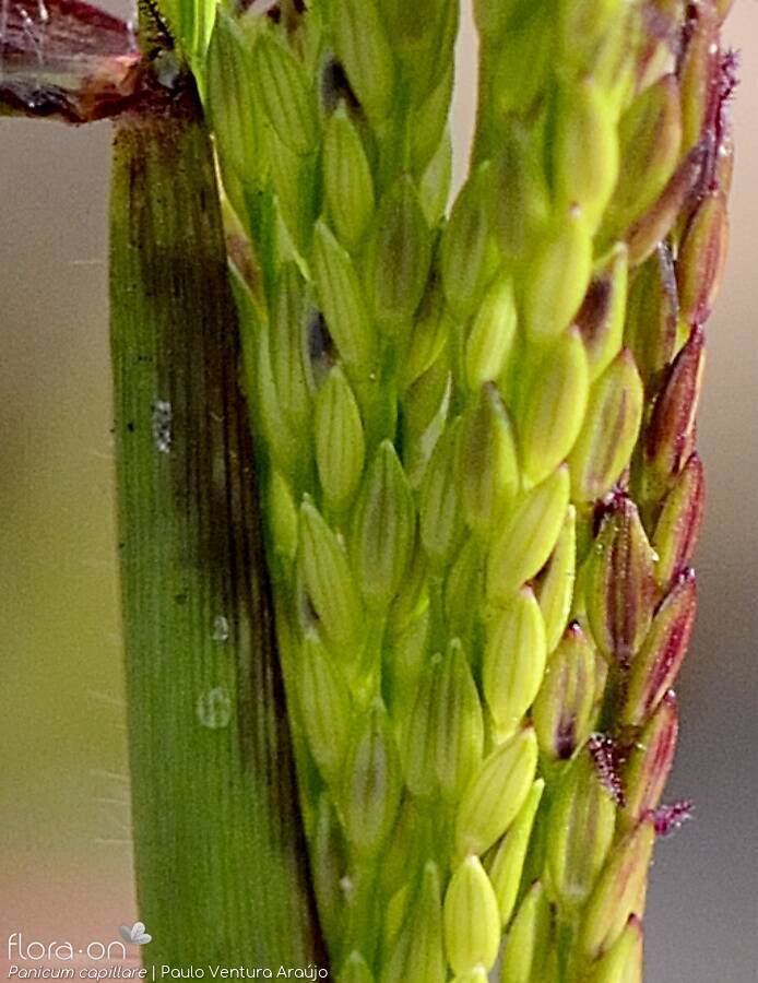 Panicum capillare - Flor (close-up) | Paulo Ventura Araújo; CC BY-NC 4.0