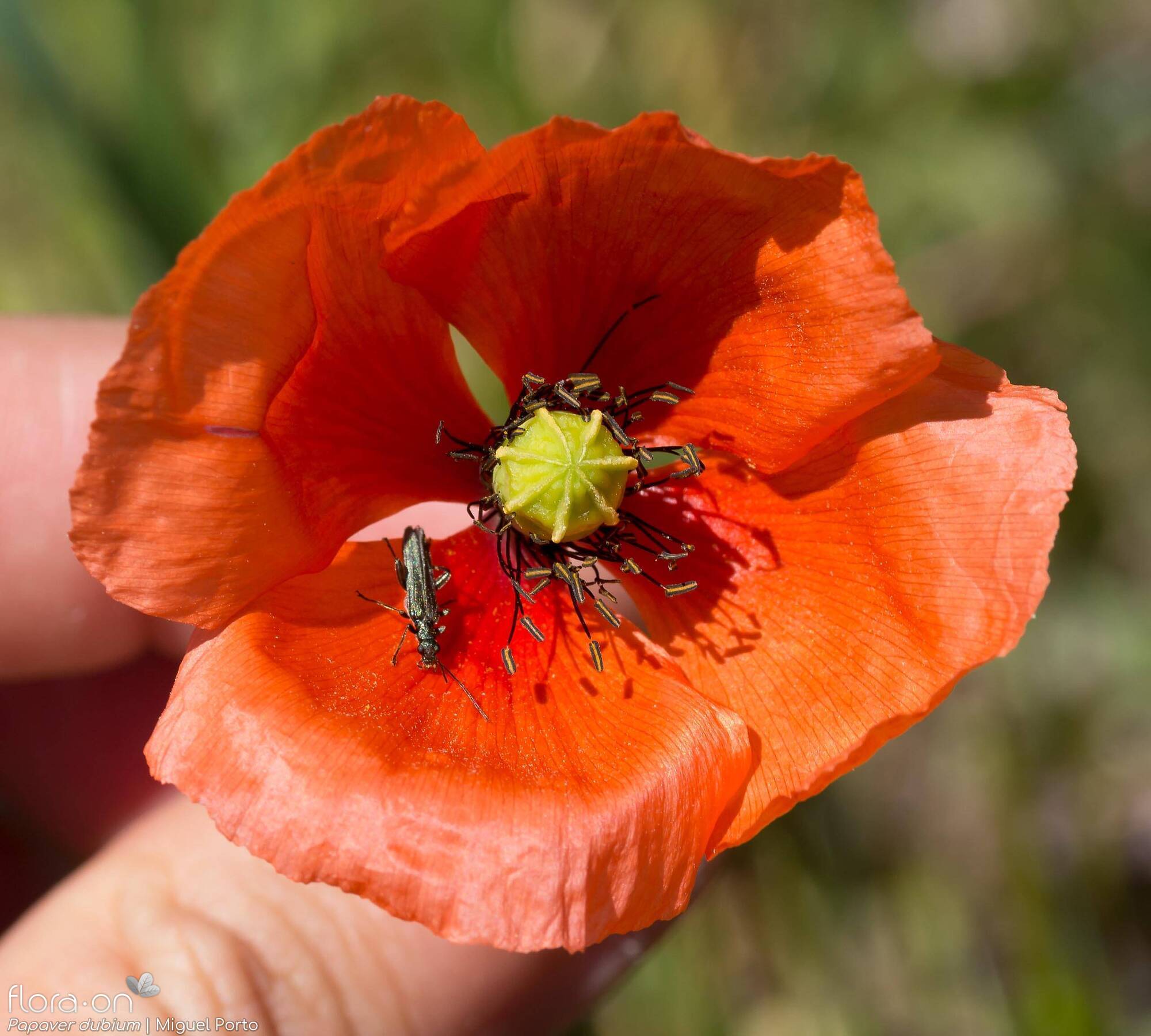 Papaver dubium - Flor (close-up) | Miguel Porto; CC BY-NC 4.0