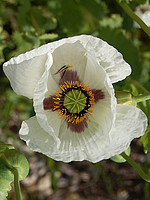 Papaveraceae