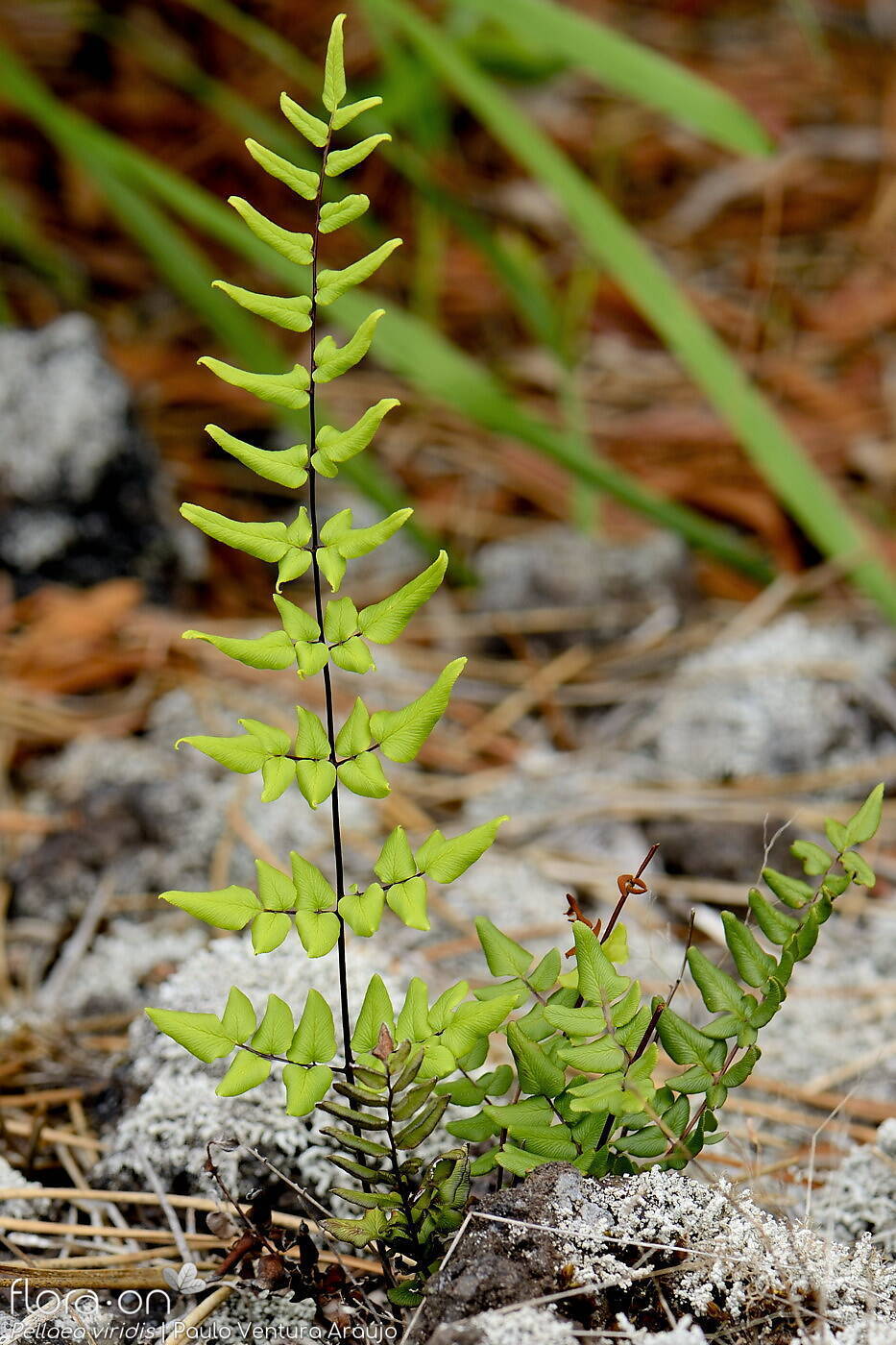 Pellaea viridis -  | Paulo Ventura Araújo; CC BY-NC 4.0