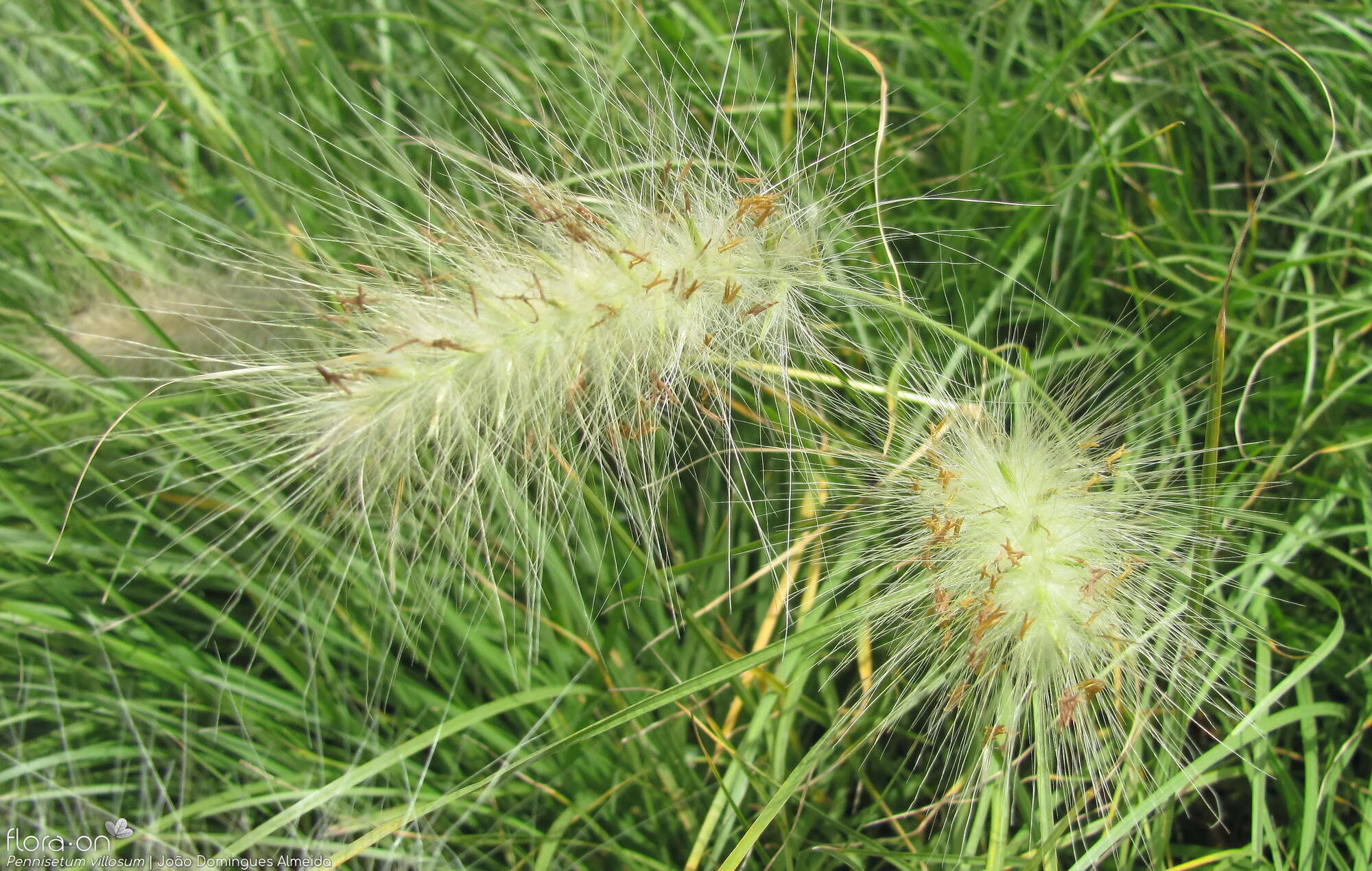 Pennisetum villosum - Flor (geral) | João Domingues Almeida; CC BY-NC 4.0