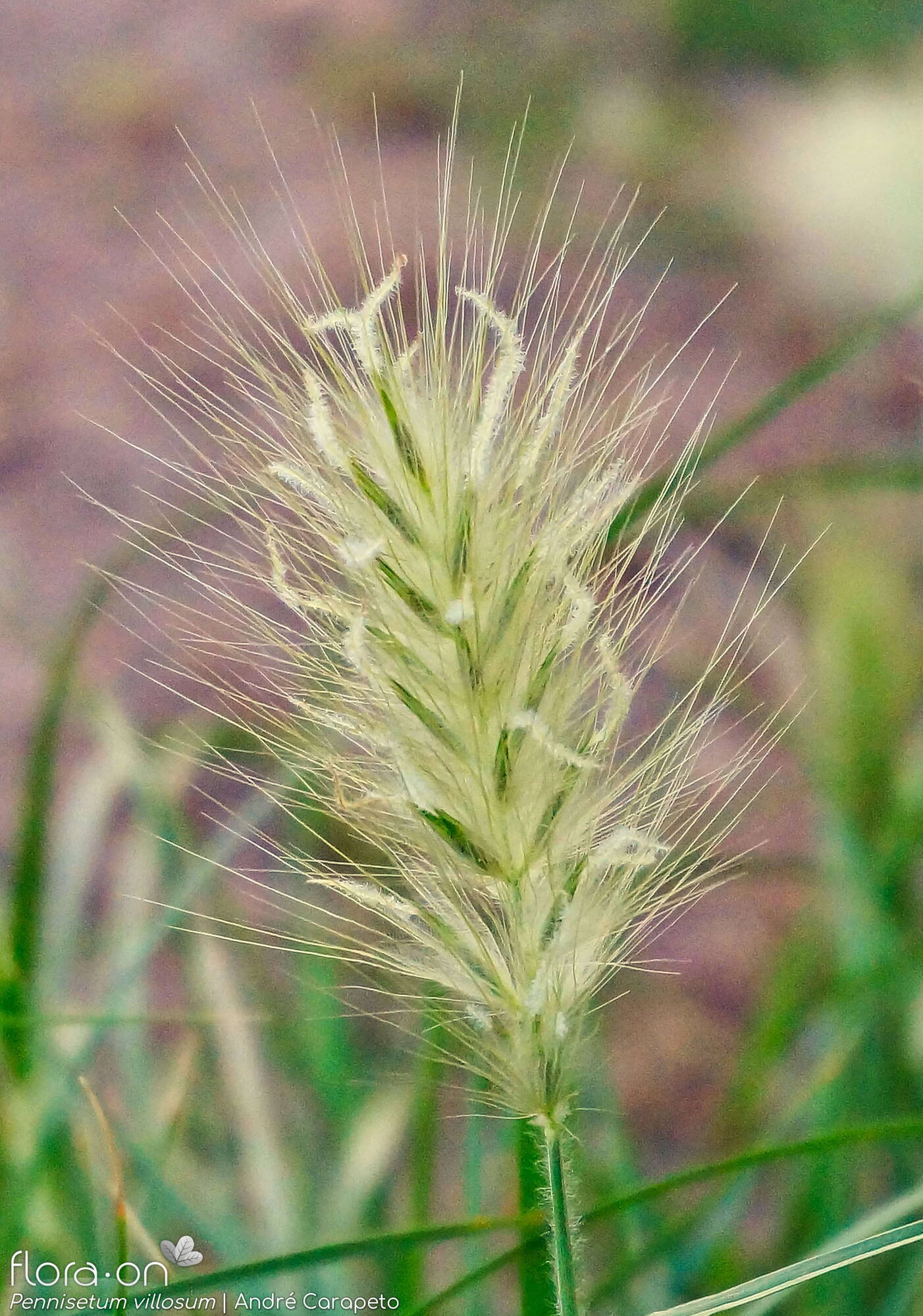 Pennisetum villosum - Flor (geral) | André Carapeto; CC BY-NC 4.0