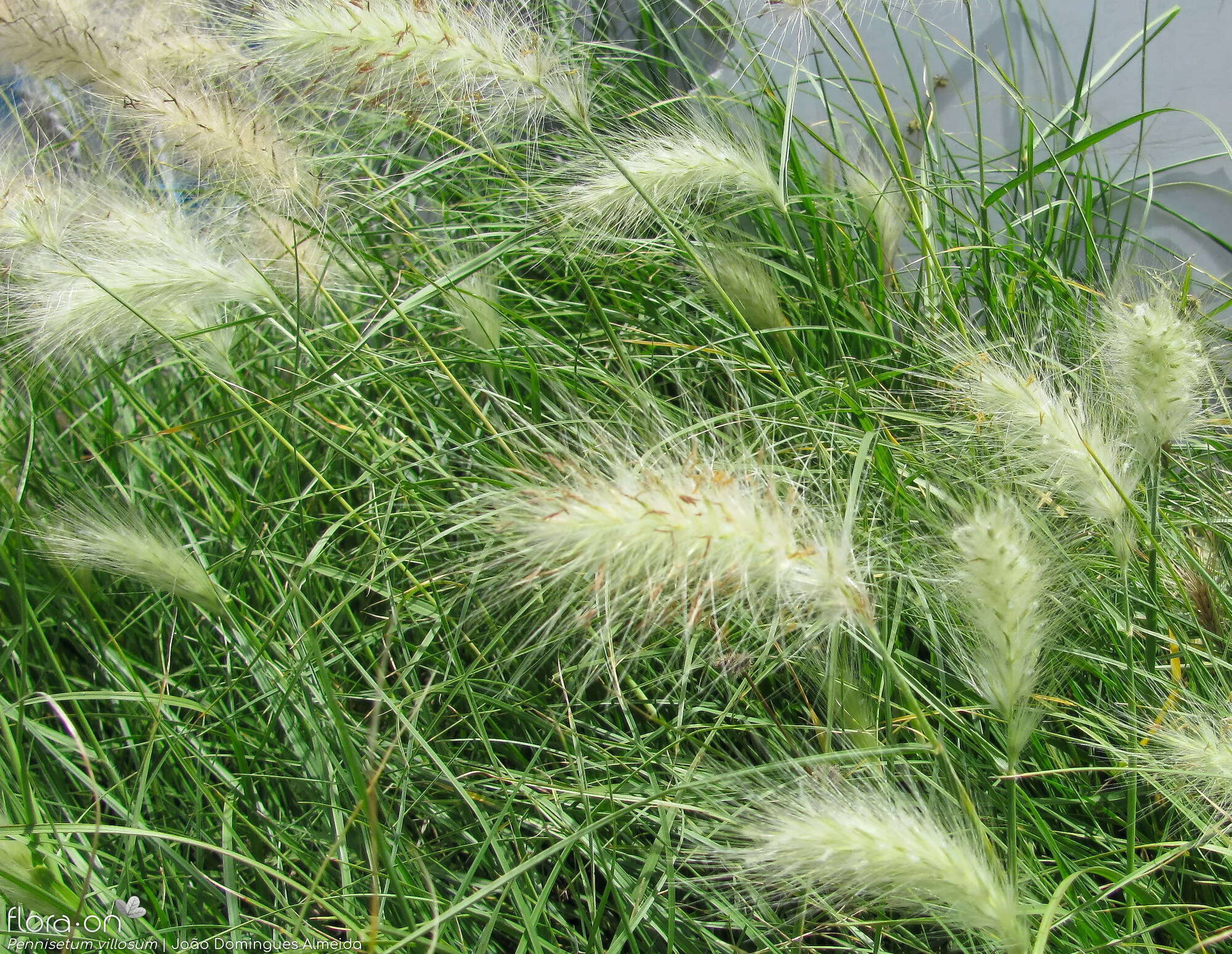 Pennisetum villosum - Hábito | João Domingues Almeida; CC BY-NC 4.0