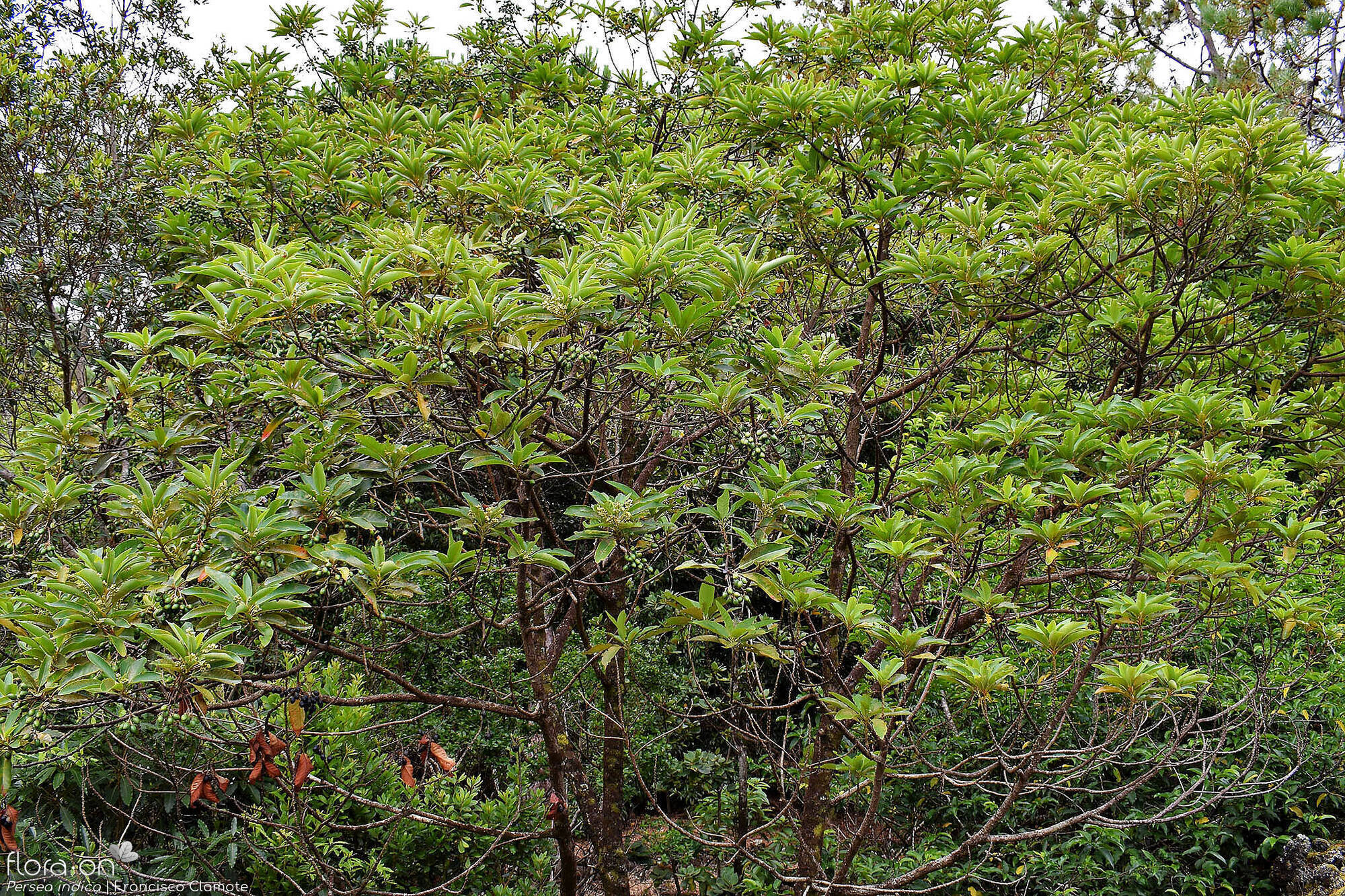 Persea indica - Hábito | Francisco Clamote; CC BY-NC 4.0