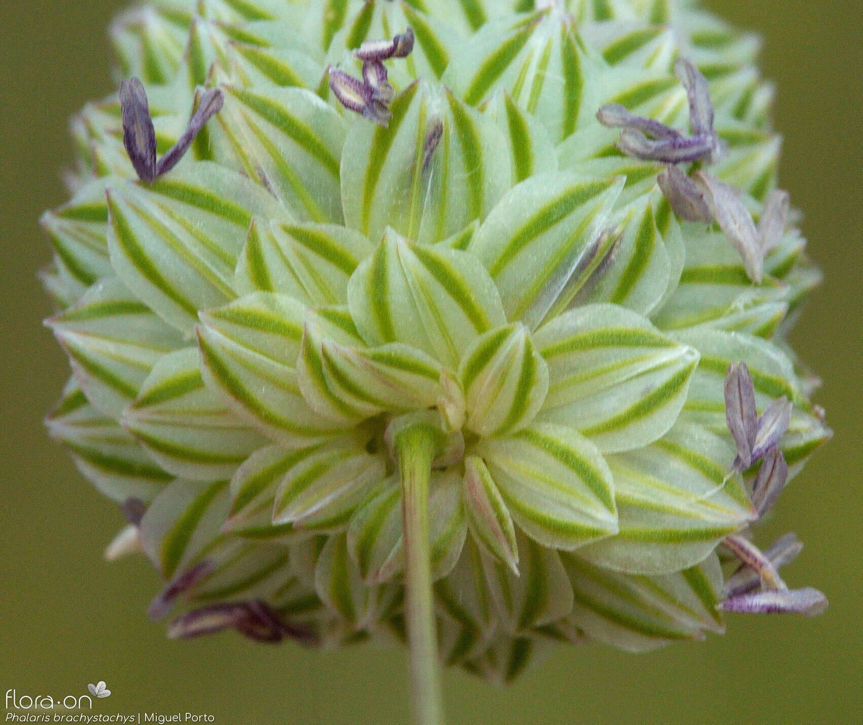 Phalaris brachystachys - Flor (close-up) | Miguel Porto; CC BY-NC 4.0
