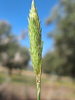 Phalaris coerulescens