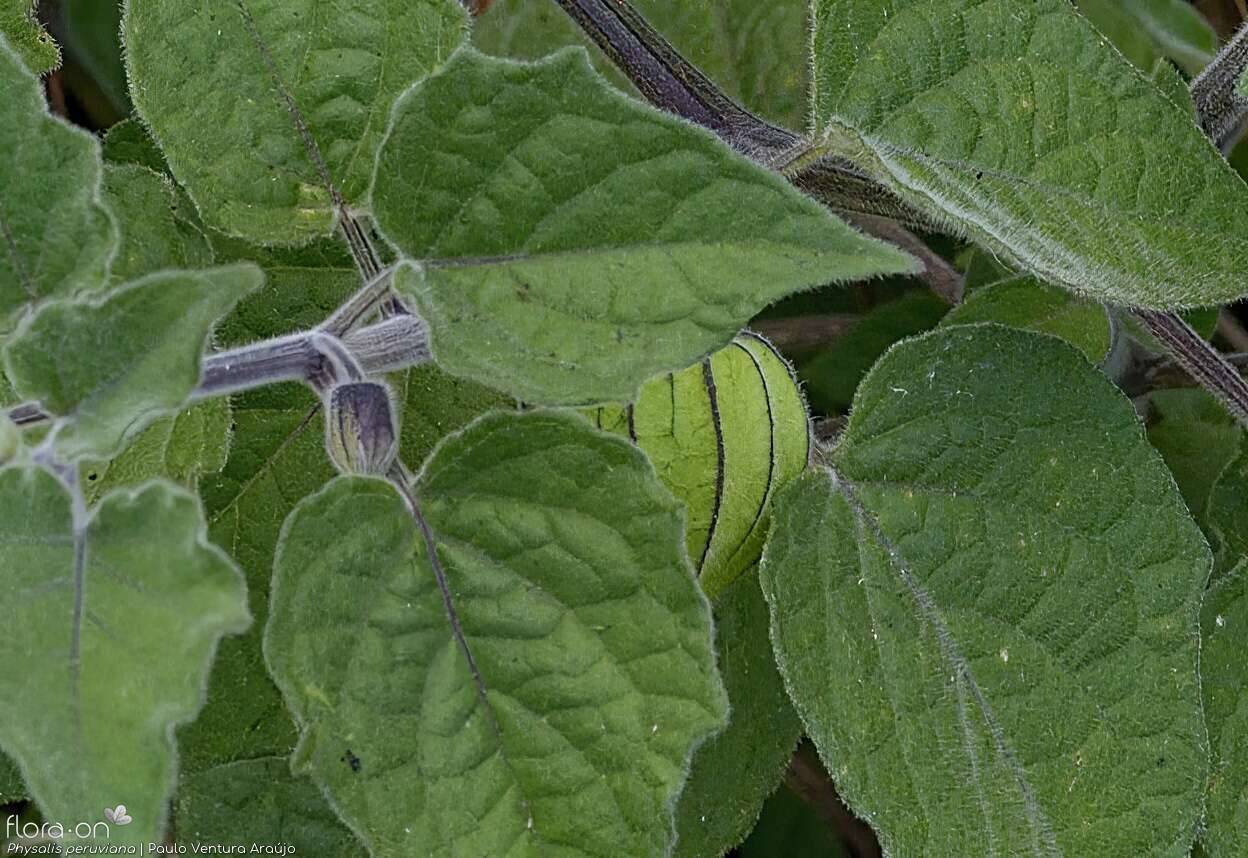 Physalis peruviana - Folha | Paulo Ventura Araújo; CC BY-NC 4.0