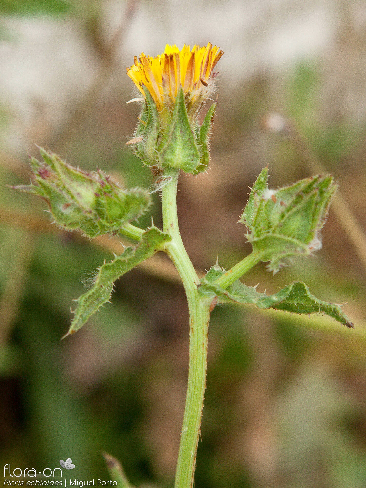 Picris echioides - Flor (geral) | Miguel Porto; CC BY-NC 4.0