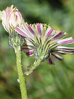 Pilosella galiciana