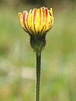 Pilosella officinarum