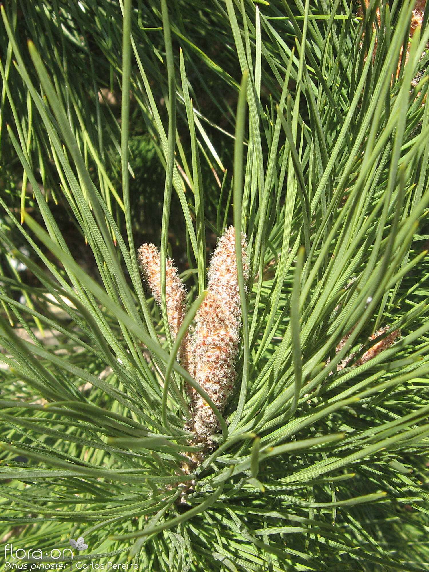Pinus pinaster - Folha | Carlos Pereira; CC BY-NC 4.0