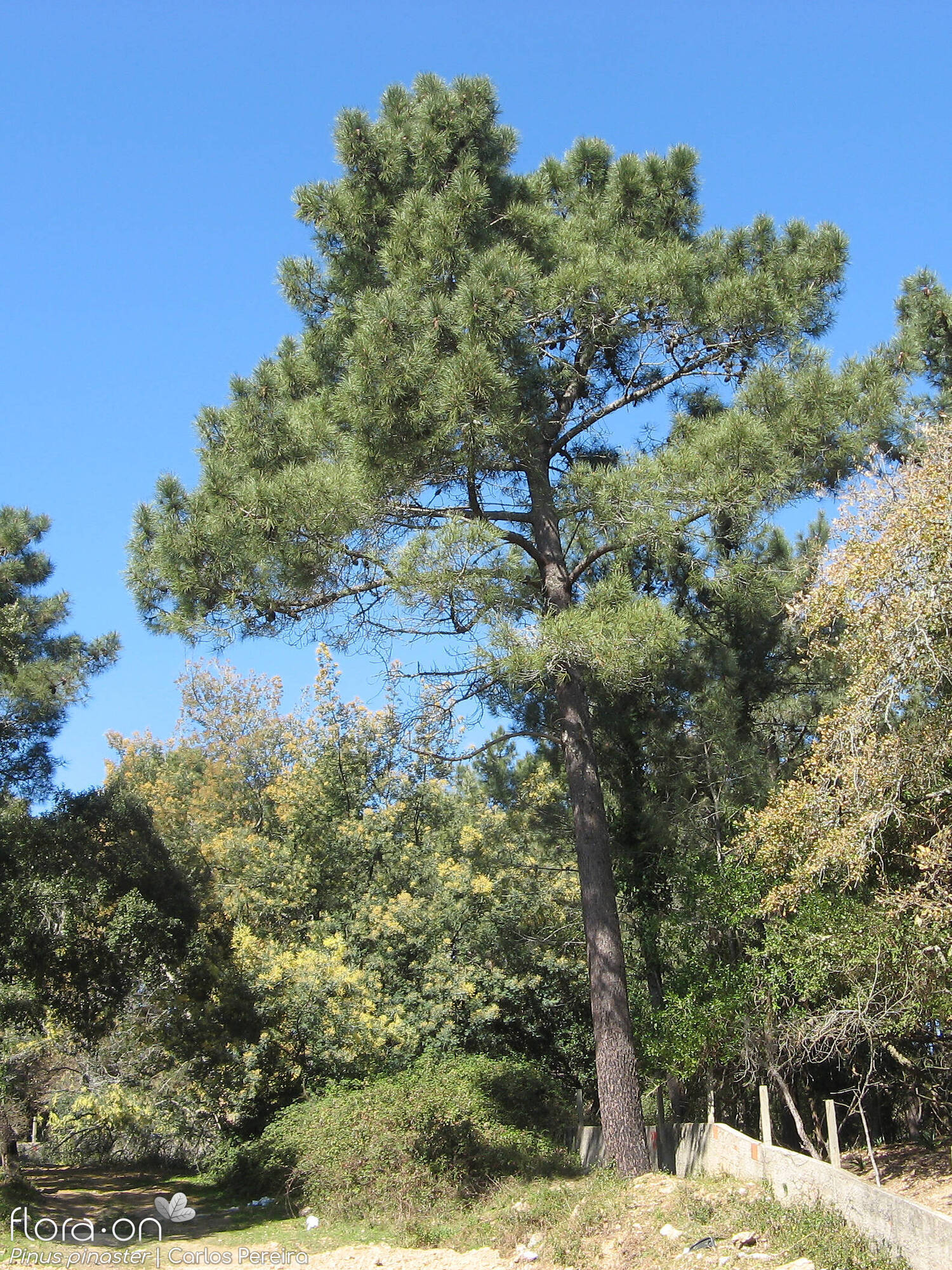 Pinus pinaster - Hábito | Carlos Pereira; CC BY-NC 4.0