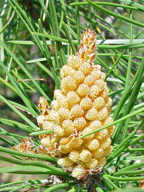 Pinus pinaster - Flor (geral) | Carlos Aguiar; CC BY-NC 4.0