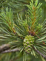 Pinus sylvestris