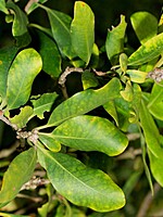 Pittosporum coriaceum